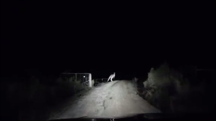 Нападение кенгуру на водителя