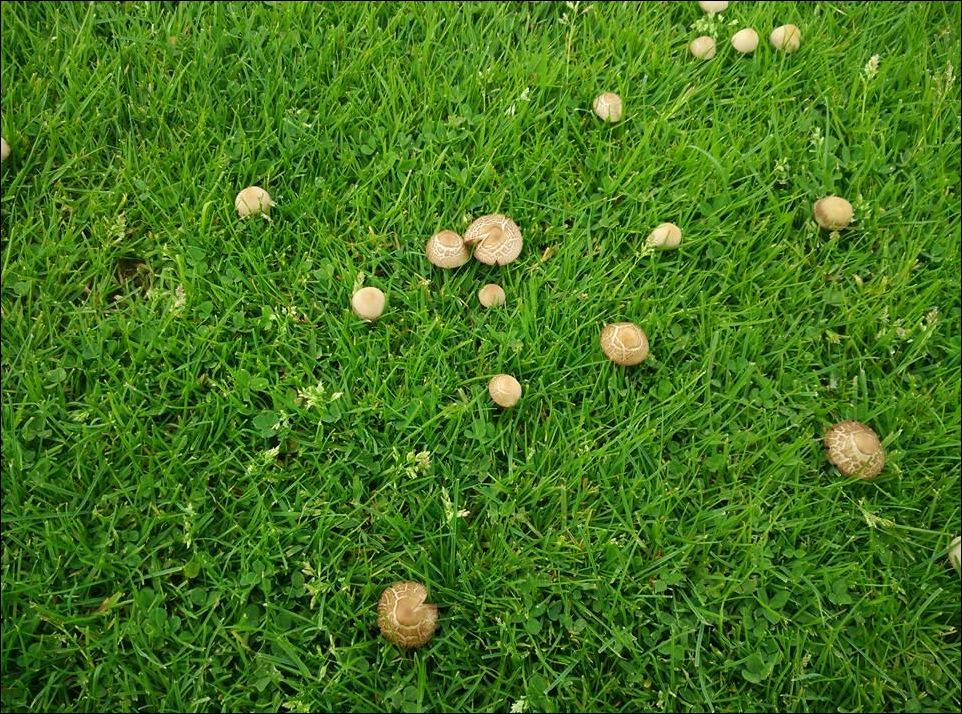 mushrooms-002