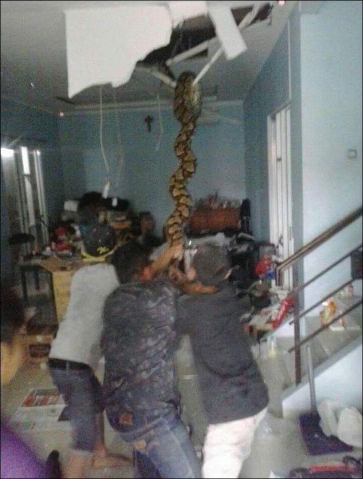 python-ceiling-001
