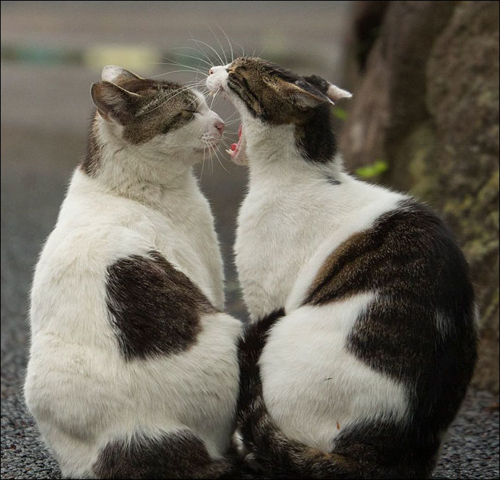Токийские коты (18 фото) | Прикол.ру - приколы, картинки, фотки и розыгрыши!