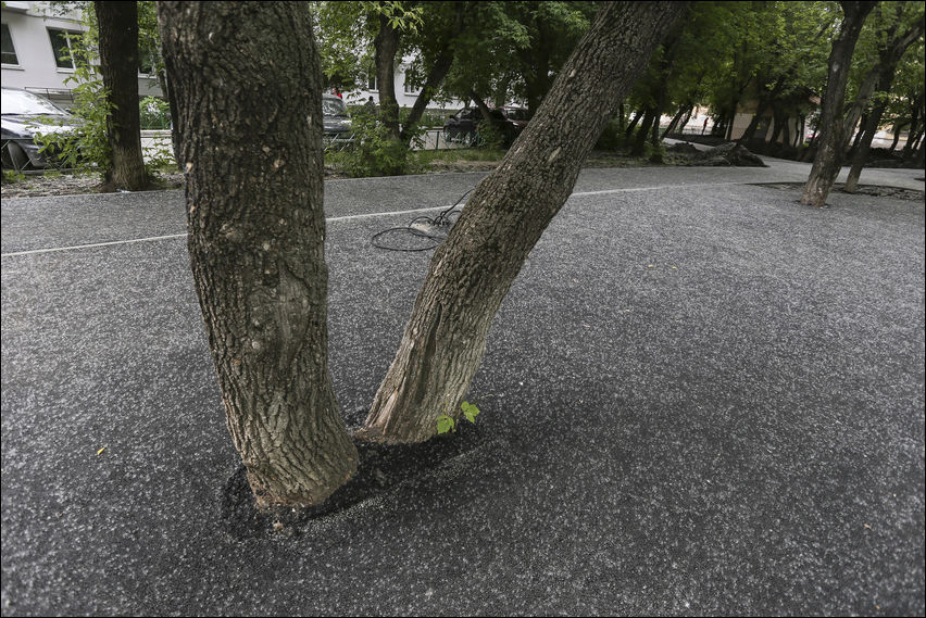 tree-asphalt-001