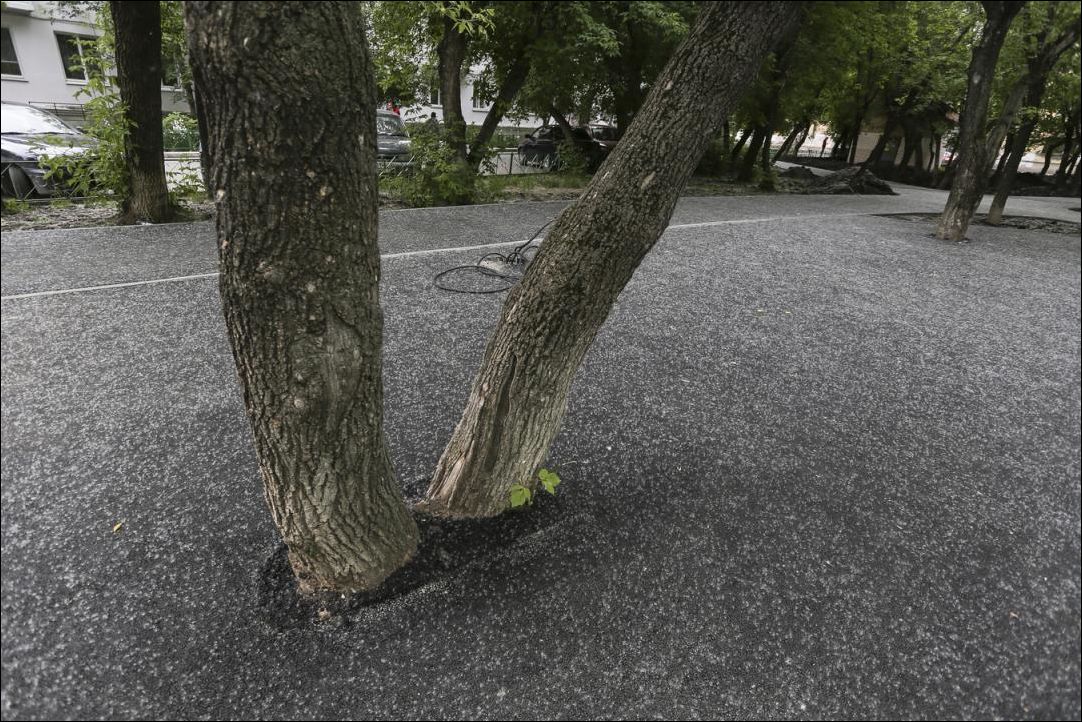 tree-asphalt-003