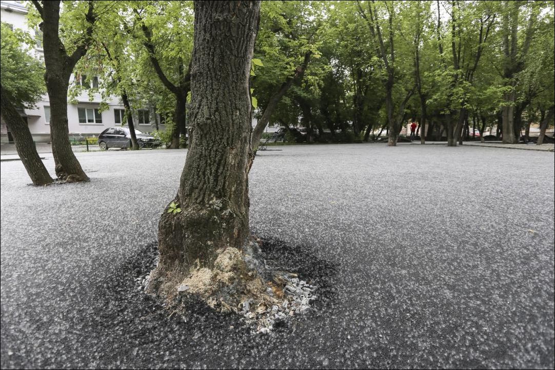 tree-asphalt-005