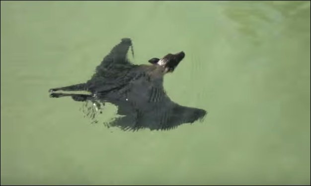 swimming-bat