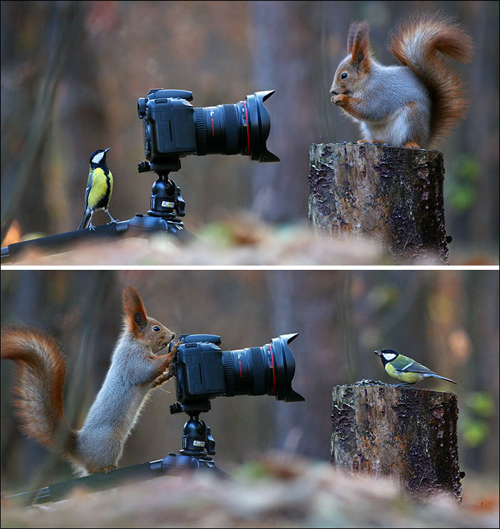 squirrel-photo-000