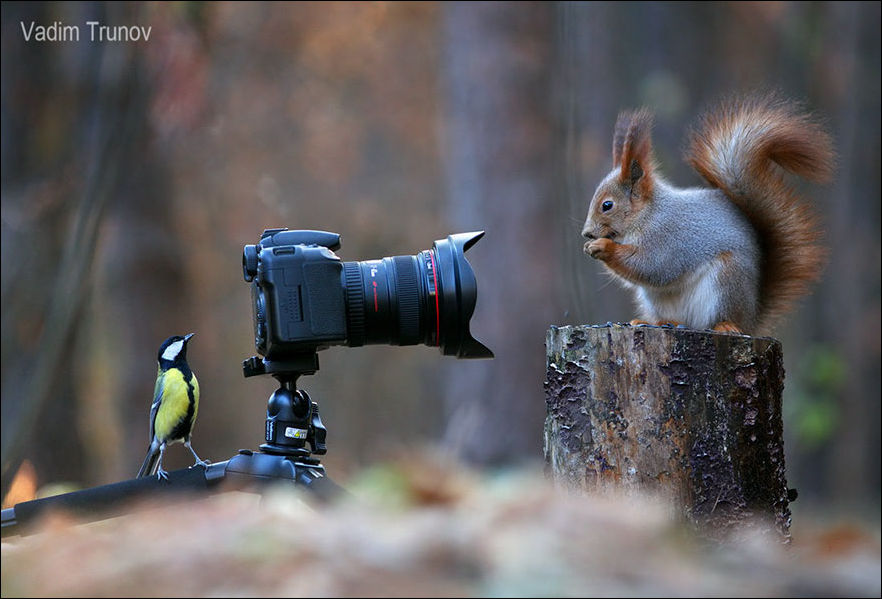 squirrel-photo-002