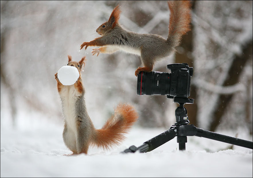 squirrel-photo-007