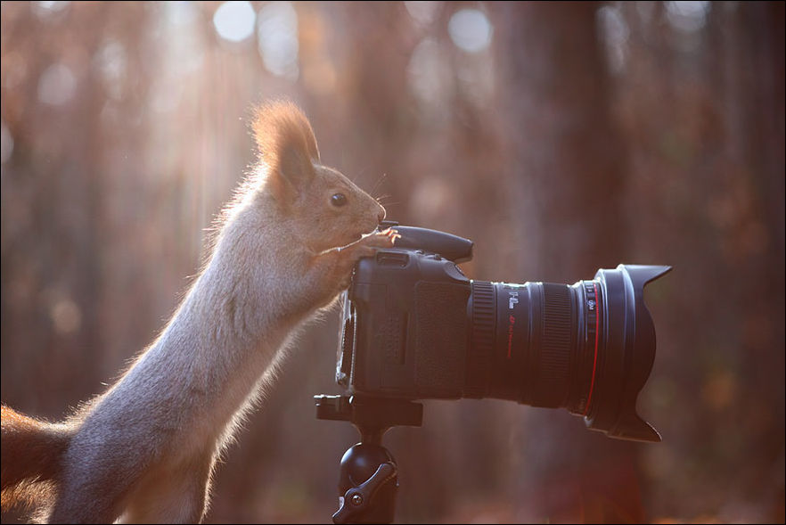 squirrel-photo-012