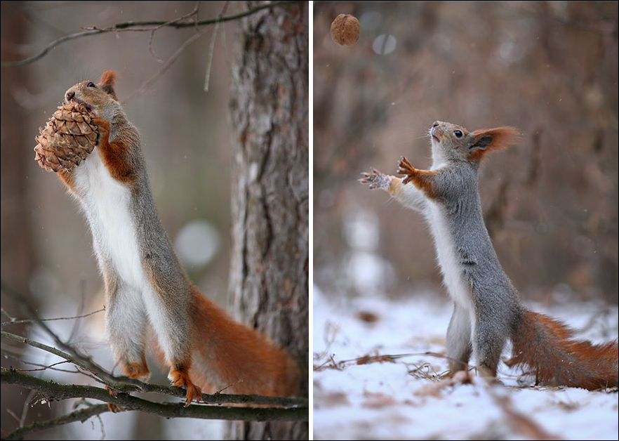 squirrel-photo-015