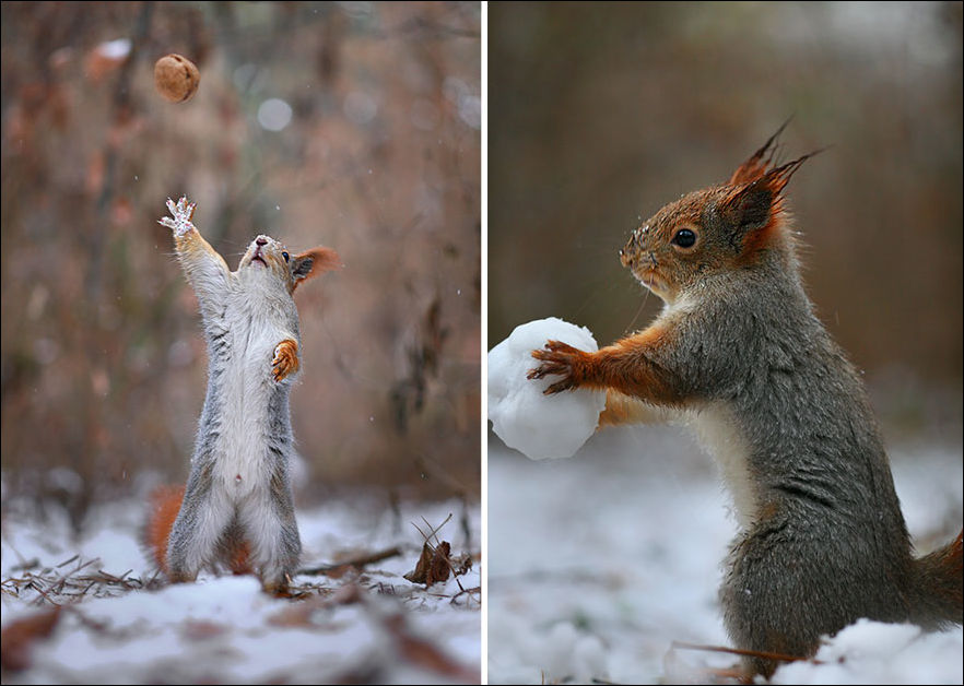 squirrel-photo-016