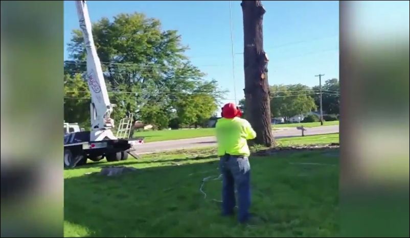 tree-cutting