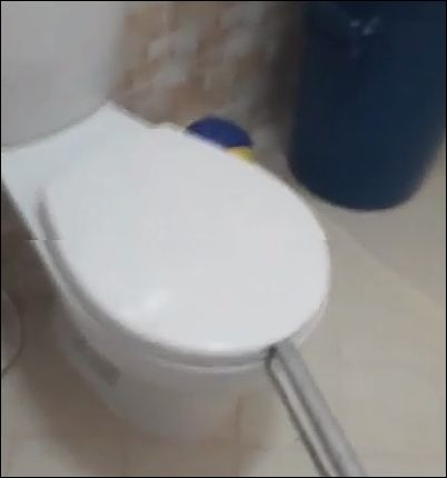 zmeya-v-tualete