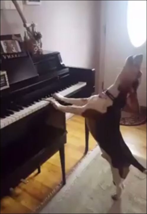 бигль играет на пианино