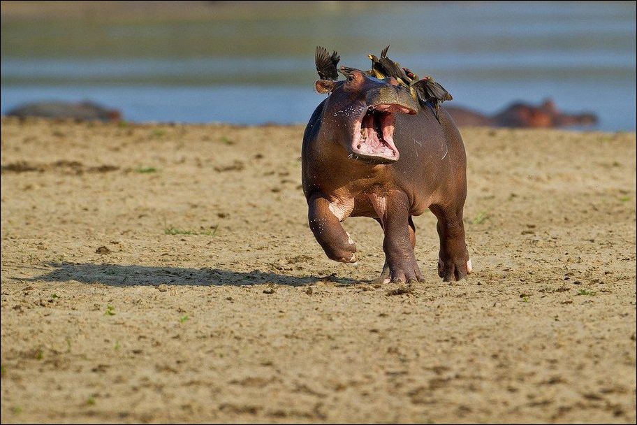 begemotik-25022017-002