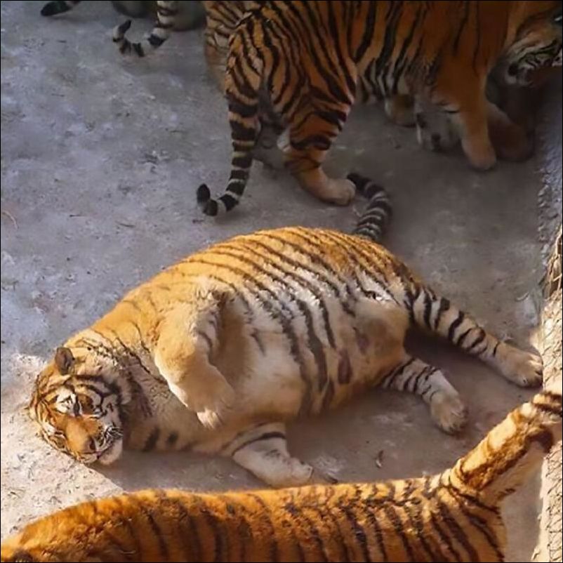 fat-tiger-001