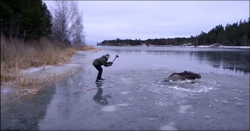 лось провалился под лед
