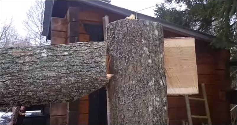 treecutting