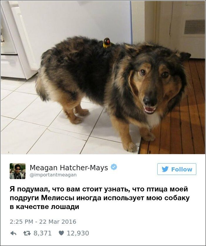 dog-owners-comments-001