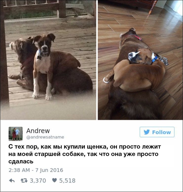 dog-owners-comments-002