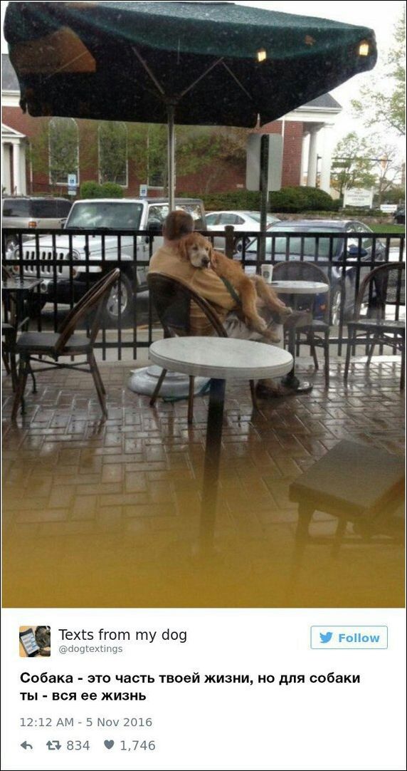 dog-owners-comments-003