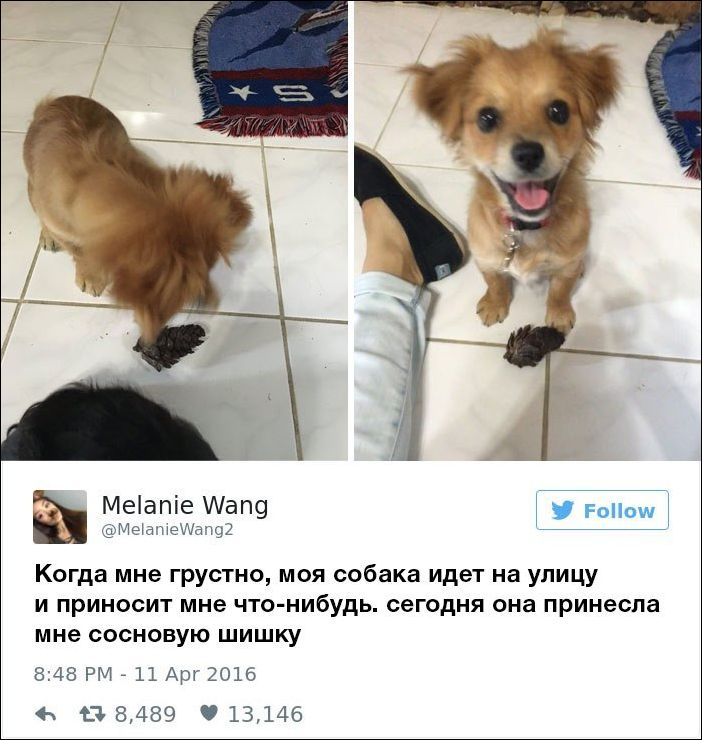 dog-owners-comments-004