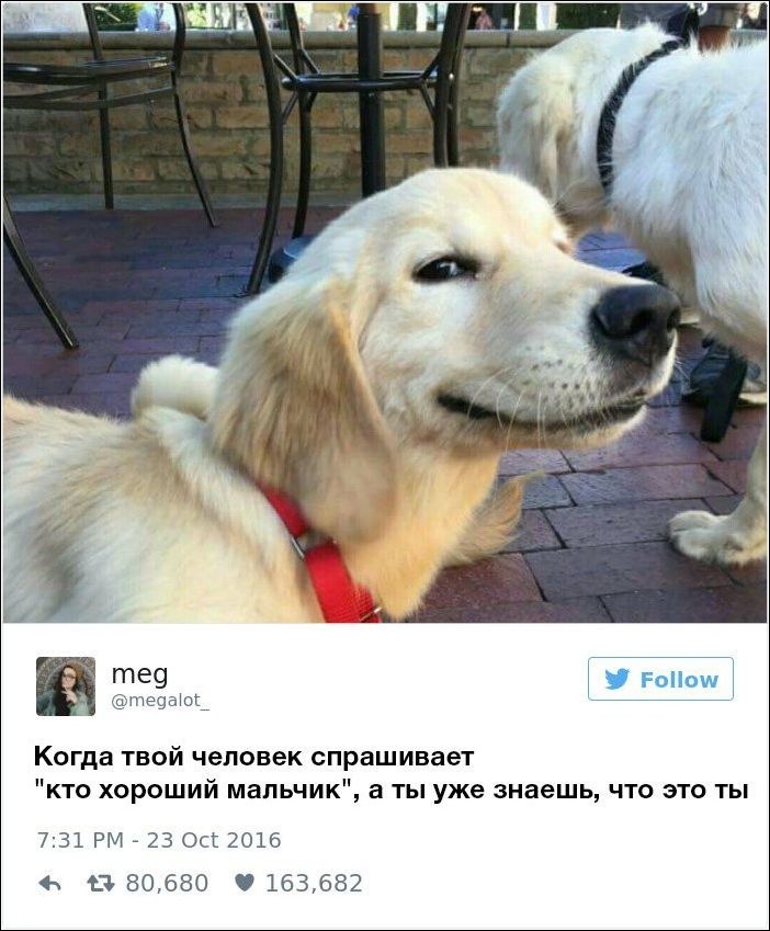 dog-owners-comments-005