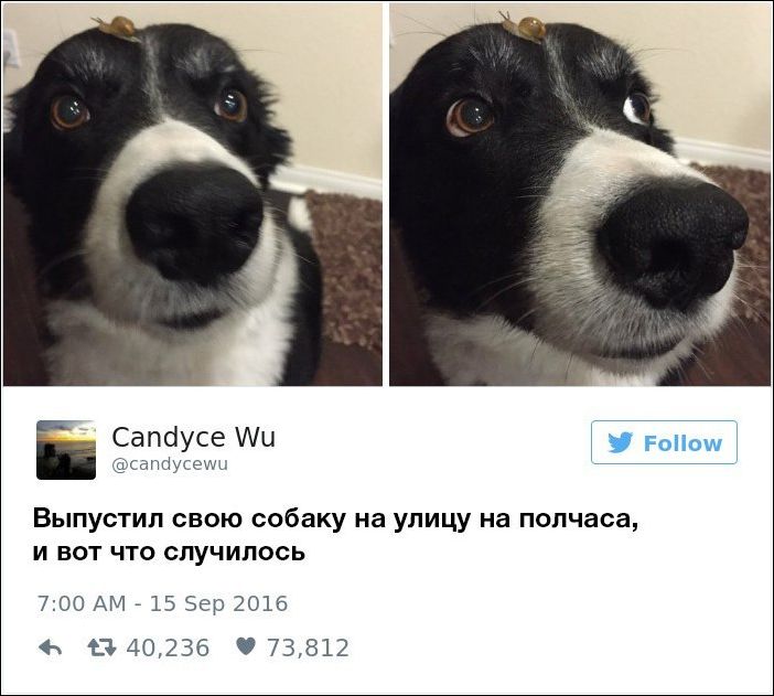 dog-owners-comments-006