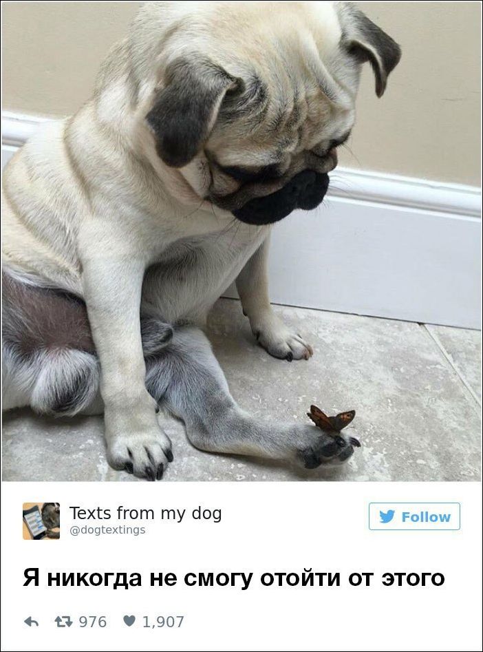 dog-owners-comments-007