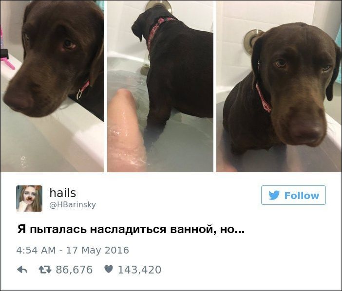 dog-owners-comments-008