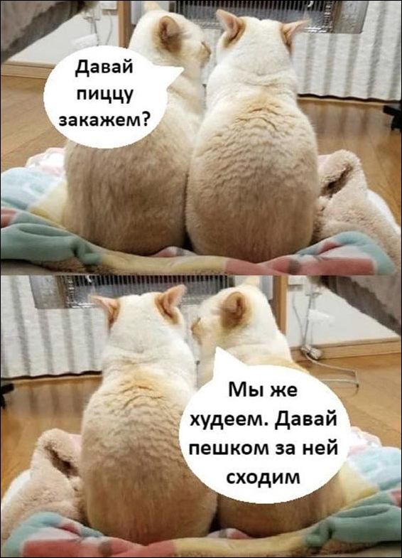 Прикольные Картинки Про Фото Прикольные Картинки Про Фото